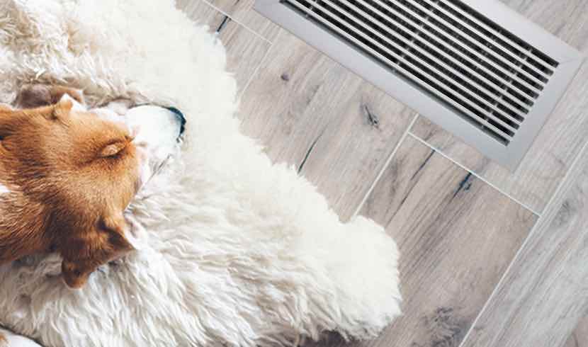 stainless steel bar linear floor grille near lounging dog